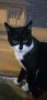 Zorro (3)6